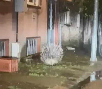 Afrika’nın en tehlikeli kirpisi Aydın’da görüntülendi